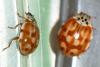 Harmonia quadripunctata